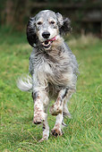 DOG 06 NR0043 01
English Setter Running Through Grass Field