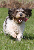 DOG 06 NR0045 01
Petit Basset Griffon Vendeen Running Through Field