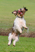 DOG 06 NR0046 01
Petit Basset Griffon Vendeen Jumping In Field