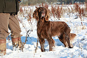 DOG 06 NR0047 01
German Longhaired Pointer Standing In Snow By Owner