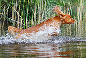 DOG 06 NR0048 01
Red Setter Splashing Through Water