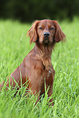 DOG 06 NR0049 01
Portrait Of Red Setter Sitting In Tall Grass