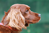 DOG 06 NR0051 01
Head Shot Of Red Setter Profile