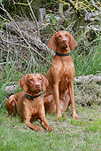 DOG 06 NR0052 01
Portrait Of Two Vizslas On Grass