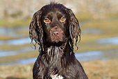 DOG 06 NR0053 01
Head Shot Of Wet Flat-Coated Retriever