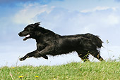 DOG 06 NR0054 01
Flat-Coated Retriever Running Through Field
