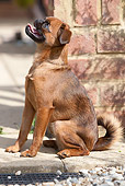 DOG 06 NR0055 01
Brussels Griffon Sitting On Pavement By Brick Wall