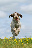 DOG 06 NR0056 01
Spinone Italiano Running Through Field