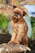 DOG 06 NR0057 01
Brussels Griffon Standing On Log By Pond