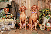 DOG 06 NR0061 01
Two Magyar Vizslas Sitting On Wood Floor By Dried Flowers And Woodpile