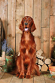 DOG 06 NR0062 01
Irish Setter Sitting On Wood Floor By Dried Flowers And Woodpile