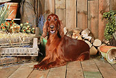 DOG 06 NR0063 01
Irish Setter Laying On Wood Floor By Dried Flowers And Woodpile