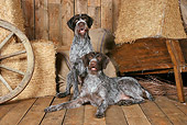DOG 06 NR0064 01
Two German Wirehaired Pointers On Wood Floor By Hay Bales