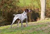 DOG 06 NR0067 01
German Shorthaired Pointer Pointing On Field