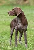 DOG 06 NR0068 01
German Shorthaired Pointer Standing On Field