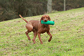 DOG 06 NR0069 01
Magyar Vizsla Running On Grass With Training Bumper