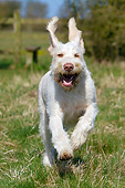DOG 06 NR0070 01
Spinone Italiano Running Through Grass