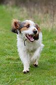 DOG 06 NR0071 01
Basset Griffon Vendeen (Grand And Petit) Running Through Grass