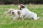 DOG 06 NR0072 01
Two Basset Griffon Vendeens (Grand And Petit) Playing In Grass