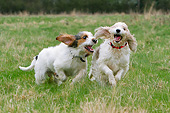 DOG 06 NR0073 01
Two Basset Griffon Vendeens (Grand And Petit) Playing In Grass