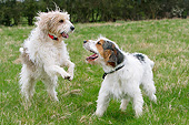 DOG 06 NR0074 01
Two Basset Griffon Vendeens (Grand And Petit) Playing In Grass