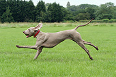 DOG 06 NR0075 01
Weimaraner Running Through Field With Tennis Ball