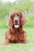 DOG 06 NR0076 01
Portrait Of Irish Setter Laying On Grass