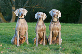 DOG 06 NR0077 01
Three Weimaraners Sitting On Grass