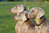 DOG 06 NR0078 01
Close-Up Of Three Weimaraners Sitting On Grass