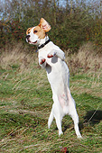 DOG 06 NR0080 01
Portrait Of Beagle Standing On Hind Legs On Grass