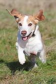 DOG 06 NR0081 01
Portrait Of Beagle Running On Grass