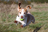 DOG 06 NR0082 01
Beagle Fetching Tennis Ball On Grass