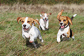 DOG 06 NR0083 01
Three Beagles Running On Grass