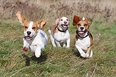 DOG 06 NR0084 01
Three Beagles Running On Grass