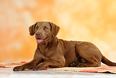 DOG 06 PE0001 01
Chesapeake Bay Retriever Laying On Rug