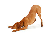 DOG 06 PE0002 01
Magyar Vizsla Stretching On White Seamless