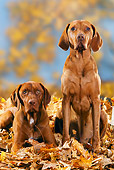 DOG 06 PE0003 01
Magyar Vizslas Sitting In Autumn Leaves