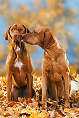 DOG 06 PE0004 01
Magyar Vizslas Sitting In Autumn Leaves