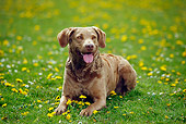DOG 06 PE0005 01
Chesapeake Bay Retriever Laying On Grass And Dandelions