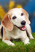 DOG 06 PE0006 01
Close-Up Of Elderly Beagle Laying On Grass