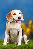 DOG 06 PE0007 01
Elderly Beagle Sitting On Grass