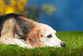 DOG 06 PE0008 01
Elderly Beagle Resting On Grass