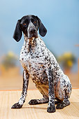 DOG 06 PE0009 01
German Shorthaired Pointer Sitting On Mat