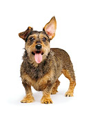DOG 06 RK0010 06
Wire Hair Dachshund Terrier Mix Standing With One Ear Back Tongue Out On White Seamless Background