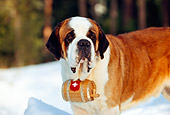 DOG 06 RK0011 05
Shoulder Shot Of St.Bernard With Barrel Standing On Snow Facing Camera