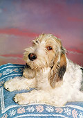 DOG 06 RK0090 01
Shoulder Shot Of Basset Griffon Laying On Blue Rug Sunset Background