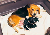 DOG 06 RK0127 02
Beagle Mom Feeding Newborn Puppies On White Blanket