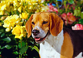 DOG 06 RK0155 04
Head Shot Of Beagle Standing With Yellow Roses In Background