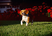 DOG 06 RK0177 01
Beagle Running On Grass Towards Camera Red Flowers In Background