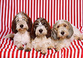 DOG 06 RK0191 17
Basset Griffon Dogs Laying On Red And White Stripe Sheet